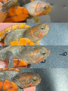 剃刀龟乌龟活物龟苗宠物龟深水龟麝香龟蛋龟巨头龟头盔苗活体红腹7人