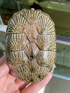 窄桥蛋龟窄桥龟窄桥乌龟鱼缸宠物观赏活体深水龟发色粮 蛋龟之王