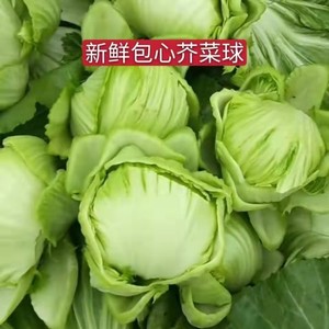 芥菜球包心新鲜芥菜潮汕咸菜可腌制酸菜广东大芥菜球3斤5斤包邮