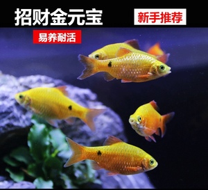 热带鱼金元宝