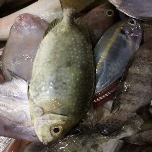 《纯野海鲜》广西北海海鱼 泥猛鱼 篮子鱼 娘子鱼 生猛海鲜活水产