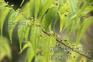 山黄麻新鲜麻桐树野生草药麻络木母子树麻布树山麻木中药材包邮