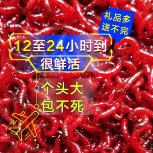 红虫活饵 红公虫 特大红虫 鲜活红虫 鲫鱼饵 红虫活体 黑坑垂钓