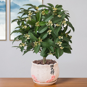 桂花盆栽四季开花卉植物室内花月月桂阳台庭院树苗天香台阁浓香型