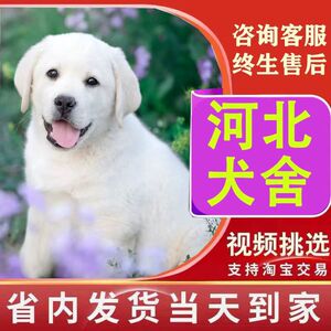 【河北犬舍】拉布拉多幼犬小中大型宠物真物狗狗家养神犬小七