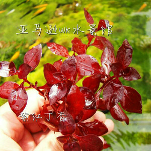 水草活体紫红丁香有茎水草中景后景红草淡水家养鱼缸造景懒人新手