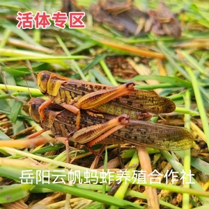 鸟食活体虫活体蚂蚱蝗虫活体蚱蜢草蜢虰蜢活体包活包邮