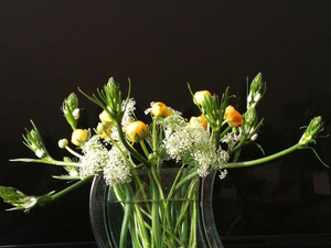 雀梅天鹅绒绿毛球鲜切花 家庭办公室商务 插花  云南昆明基地直发