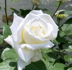 保罗二世月季实生根接苗现货大花强白色有香味丰花佛山发货