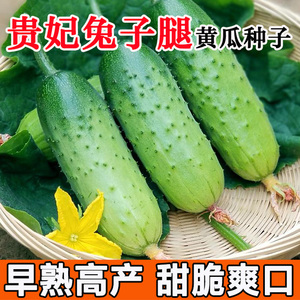 兔子腿黄瓜种