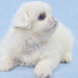 纯种京巴犬活体幼犬长得丑宠物狗狗幼崽北京哈巴狗活体幼崽小型犬