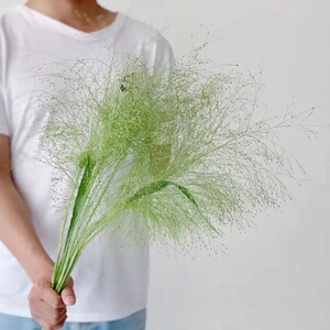 喷泉草鲜花配花云南鲜花搭配花束网红花昆明斗南花市顺丰冷链发货