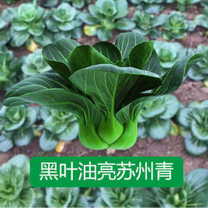 苏州青农家蔬菜种孑矮脚黑叶上海青种籽耐寒四季春季上海青菜种子