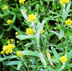 鼠曲草新鲜 野生软雀菠菠草水牛花艾草佛耳草清明菜佛耳草鼠麴