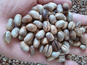 加拿利海枣种子当年新种质量保证量大优惠