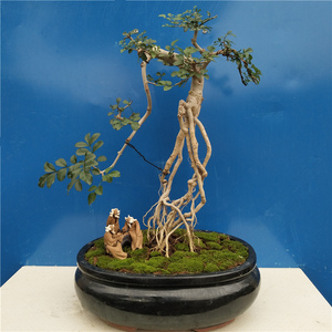 80涵宝贝332519467淘宝成熟对节白蜡下山盆景树桩素材微型盆景可作