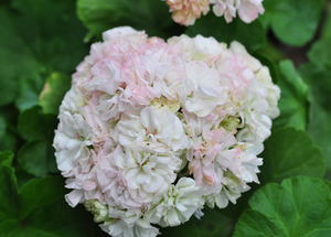 直立天竺葵--鸽子点 勤花 分支性好 满百包邮