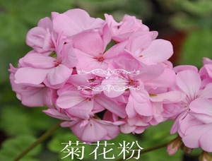 菊花粉天竺葵