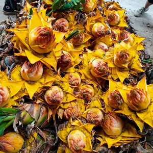 云南地涌金莲佛教圣花千瓣莲花地涌金莲大型花卉佛莲带花苞发货