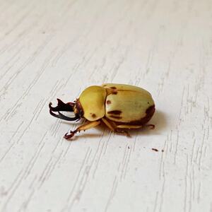 牙金龟【阿银虫屋】紫斑鹿角牙绿牙稀有国产品种印尼金锹彩虹锹甲