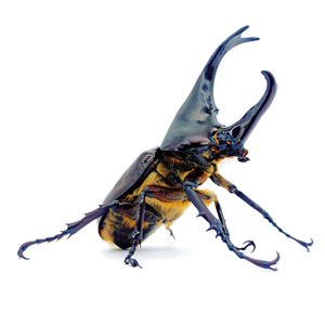 宠物甲虫种类图片大全图片