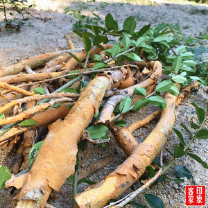 野生构棘根 纯根 中药材穿破石 山荔枝 小柘树根山荔枝根无硫干品