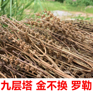 九层塔中草药金不换 客家丙花骨 罗勒 千层塔农家自晒无硫干品