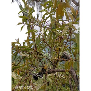 山区农村正宗松树寄生草野生寄生茶老树现採带松枝新鲜包邮