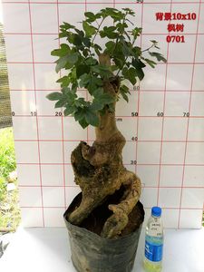 野生枫树枫香树三角枫 野生香樟树驱蚊虫下山桩熟桩树桩盆景盆栽