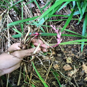 贵州观音草吉祥草松寿兰小叶万年青竹根七蛇尾七玉带草中草药500g