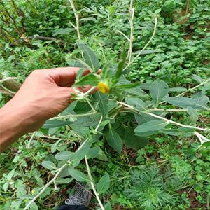 贵州中草药挖耳草杓儿菜烟管头草芸香草野金挖耳倒提壶500g新鲜货