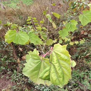 贵州毕节中药材 八角枫根经叶 白龙须 白金条 八角风500g现挖现发