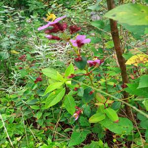 七孔莲 天香炉 大香炉 朝天罐 仰天盅 蜂窝草 小金钟2人付款25