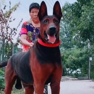 莱州红犬幼犬现货苏联红犬活体猎犬大骨架中国红犬大型看家狗红狼