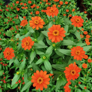 百日菊百日草盆栽带花苞庭院阳台花苗耐晒好养室外景观花卉植物花