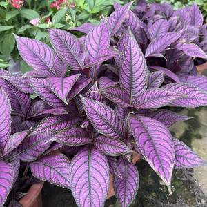 波斯红草盆栽红贝马蓝紫色叶花园造景阳台观叶植物多年生绿植好养