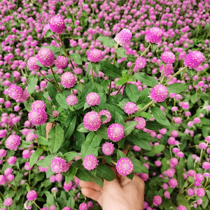 千日粉千日红盆栽花苗带花百日红火球花阳台室外耐热易养花卉植物