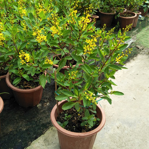 金英盆栽多年生灌本植物庭院花园阳台花卉黄色花耐热暴晒好养花卉