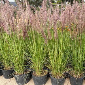 羽绒狼尾草盆栽花园庭院园林花境观赏植物成品花苗草本绿植花卉