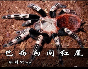 白间红尾蜘蛛