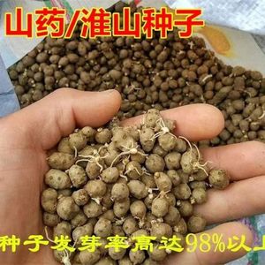 正宗铁棍山药种子农家自产蔬菜种子爬藤淮怀山药苗豆种植淮山种籽