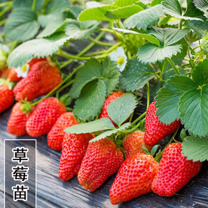 带盆草莓苗四季盆栽地栽食用奶油红颜章姬草莓苗南方北方种植果苗