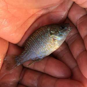 太阳鱼苗蓝鳃杂交金边新品淡水工厂化养殖冷水鱼小型观赏原生活体