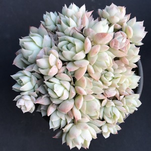 00静月多肉植物 日本静月晶月多肉群生精品老桩 状态好 一物一拍淘宝