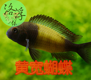 黄宽蝴蝶 三湖慈鲷 坦鲷 热带观赏鱼