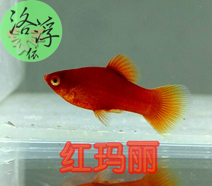 红玛丽 红月光鱼 热带观赏鱼 卵胎生鱼 种鱼 直接下小鱼 好养耐活