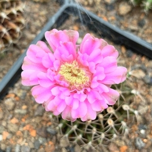 四海园艺 翠晃冠缀化仙人球实生多肉植物开花好看易养