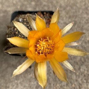 四海园艺 辉煌仙人球黄花大花 丽花属多肉植物特价包邮辉虹丸