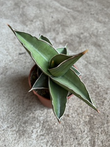 四海园艺 鸟嘴虎尾兰虎皮兰绿植仙人球仙人掌多肉植物 香蕉