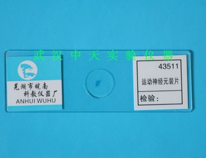 运动神经元装片